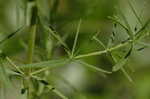 Narrowleaf mountainmint